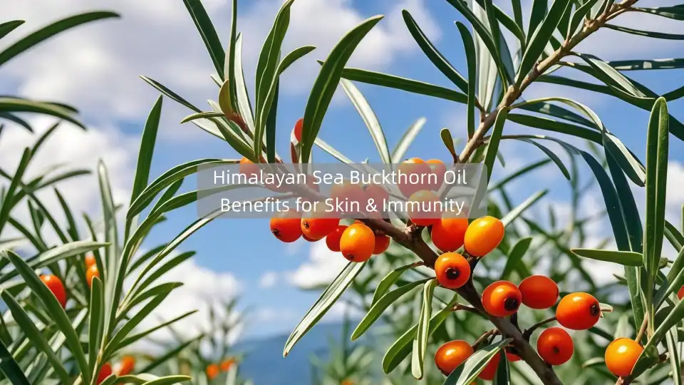 Himalayan Sea Buckthorn Oil Benefits for Skin & Immunity